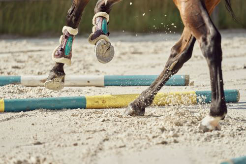 Horse doing pole work